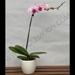 گیاه ارکیده (یک شاخه)