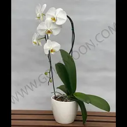 گیاه ارکیده (یک شاخه)