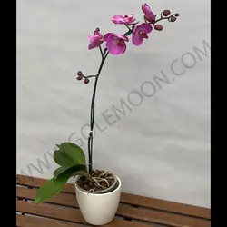 گیاه ارکیده (یک شاخه)