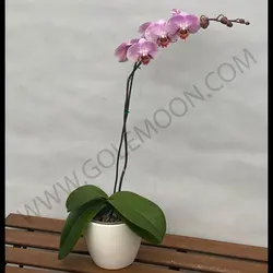 گیاه ارکیده (یک شاخه)