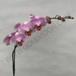 گیاه ارکیده (یک شاخه)