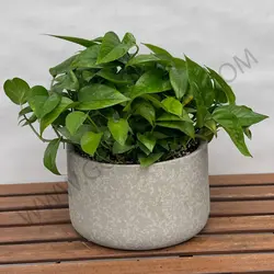 گیاه پتوس کاسه ای