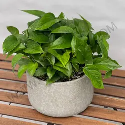 گیاه پتوس کاسه ای