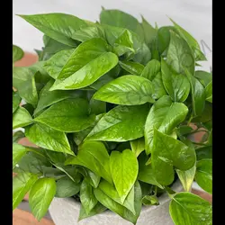 گیاه پتوس کاسه ای