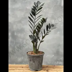 گیاه زاموفیلیا سوپر بلک کد 2