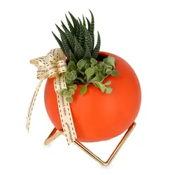 خرمالو - ساکولنت (سنگاپور)