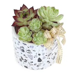 ساکولنت (سنگاپور)