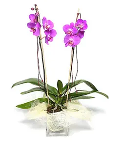 ارکیده صورتی (چین)