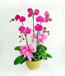 ارکیده بنفش (چین)