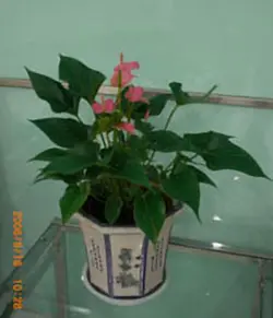 آنتوریوم دی (چین)