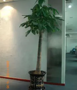 پاچیرا سی (چین)