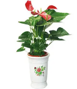 آنتوریوم بی (چین)