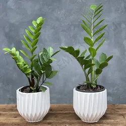 پکیج زاموفیلیا ( 2 عدد )