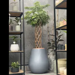گیاه کاج مطبق بافته شده