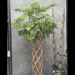 گیاه کاج مطبق بافته شده
