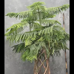 گیاه کاج مطبق بافته شده