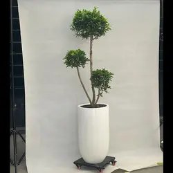 گیاه فیکوس رتوزا