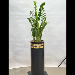 گیاه زاموفیلیا کد 6