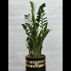 گیاه زاموفیلیا کد 6