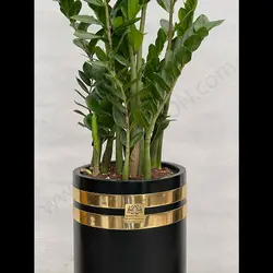 گیاه زاموفیلیا کد 6