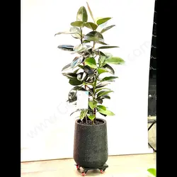 گیاه فیکوس الاستیکا بلک