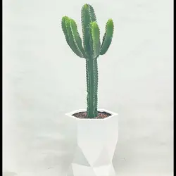 گیاه افوربیا اینگنس