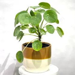 گیاه سکه پول چینی