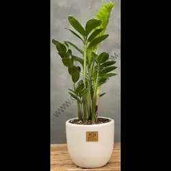 گیاه زاموفیلیا کد 7