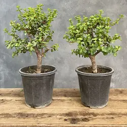 پکیج کراسولا خرفه ای ( ۲ عدد )