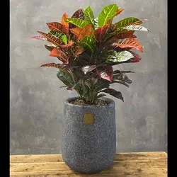 گیاه کروتون کد ۲