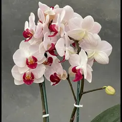 گیاه ارکیده مینیاتور کد ۲