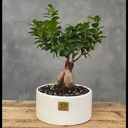 گیاه بونسای پیوندی کد ۳