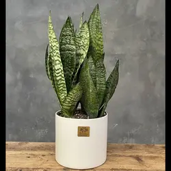 گیاه سانسوریا کراواتی