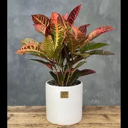 گیاه کروتون