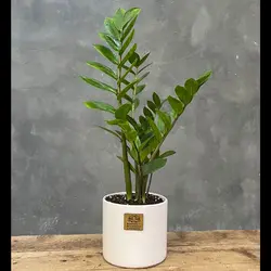 گیاه زاموفیلیا کد 8