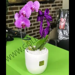 گیاه ارکیده