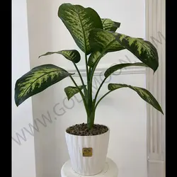 گیاه دیفن باخیا