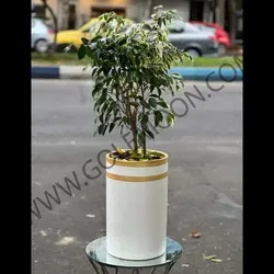 گیاه بنجامین ابلق