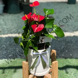 گیاه آنتریوم