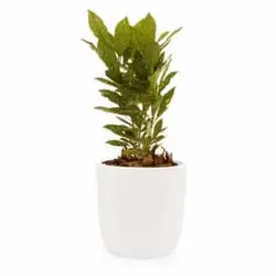 گیاه آکوبا ژاپنی
