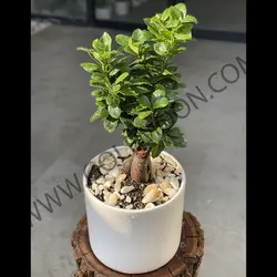 گیاه بونسای جنسینگ