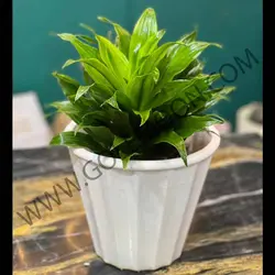 گیاه دراسنا کامپکت