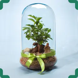 تراریوم بونسای جینسینگ بسته