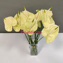گل آنتوریوم لیمویی