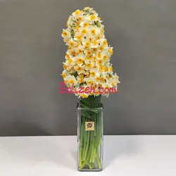 خرید گل نرگس شیراز برای امروز با چند کلیک 100 شاخه نرگس طبیعی معطر ارسال فوری| گلیزه
