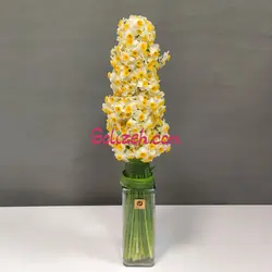 خرید گل نرگس شیراز برای امروز با چند کلیک 100 شاخه نرگس طبیعی معطر ارسال فوری| گلیزه