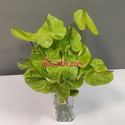 گل آنتوریوم سبز