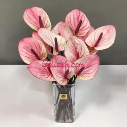 گل آنتوریوم فستو