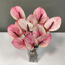 گل آنتوریوم فستو