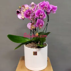 ارکیده بنفش دو بوته